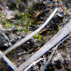 Pterygoneurum ovatum