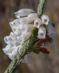 Erica viscaria pendula