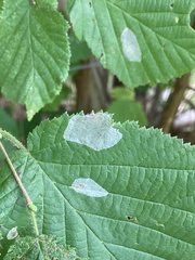 Phyllonorycter coryli