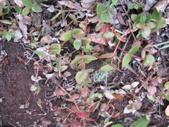 Crassula pellucida marginalis