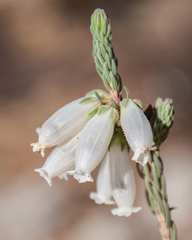 Erica viscaria pendula