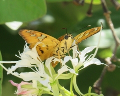 Myscelus amystis hages
