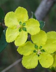 Sphedamnocarpus pruriens pruriens