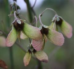 Sphedamnocarpus pruriens pruriens