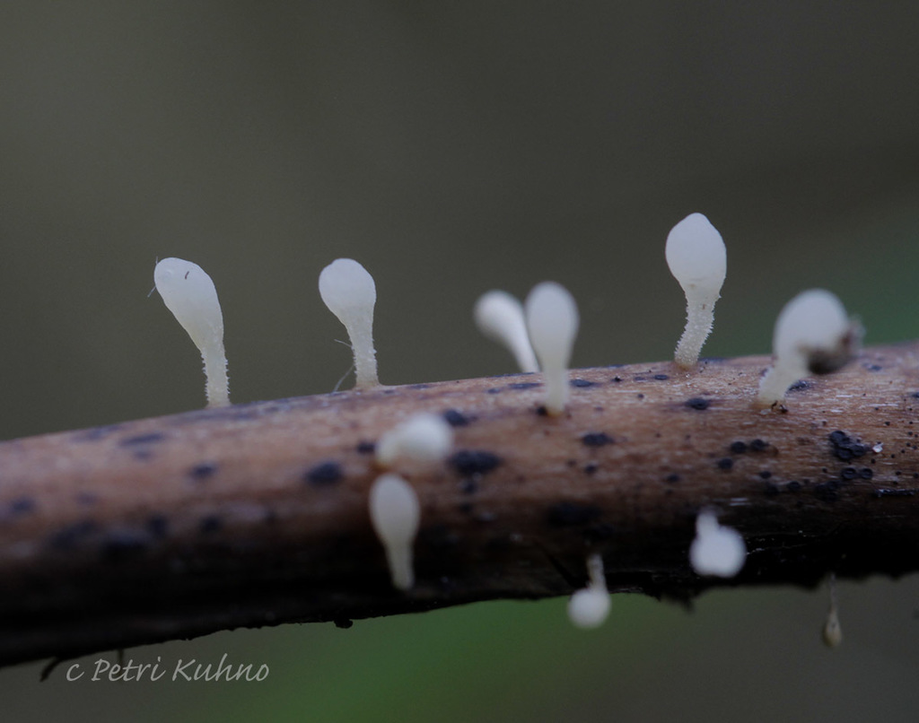 Typhula uncialis