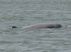Orcaella brevirostris