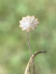 Marasmius graminum