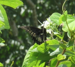 Papilio menatius