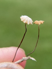 Marasmius graminum