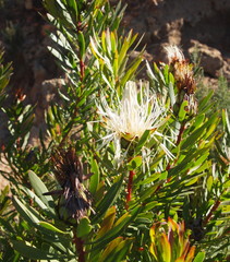Protea lanceolata