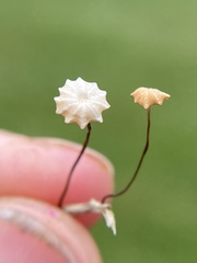 Marasmius graminum
