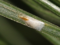 Chionaspis pinifoliae