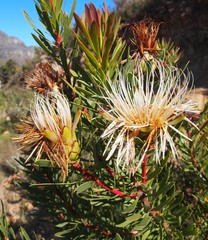 Protea lanceolata