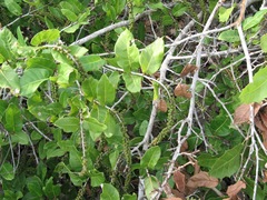 Coccoloba liebmannii