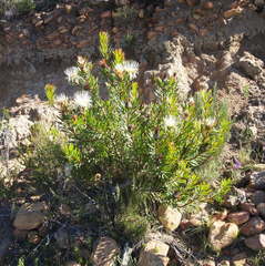 Protea lanceolata