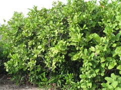 Coccoloba liebmannii