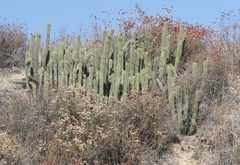 Trichocereus spachianus