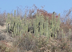 Trichocereus spachianus