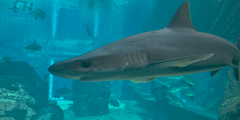 Mustelus mustelus
