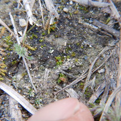 Pterygoneurum ovatum