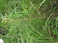 Indigofera tenuissima