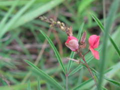 Indigofera tenuissima