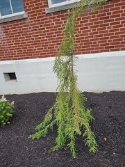 Cupressus cashmeriana