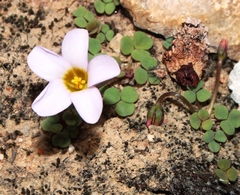 Oxalis punctata