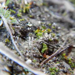 Pterygoneurum ovatum