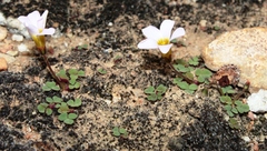 Oxalis punctata