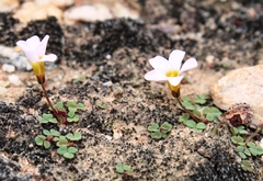 Oxalis punctata
