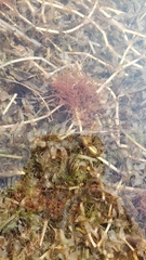 Lumbriculus variegatus