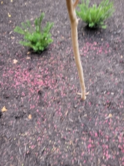 Lagerstroemia indica