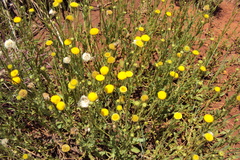Nidorella podocephala