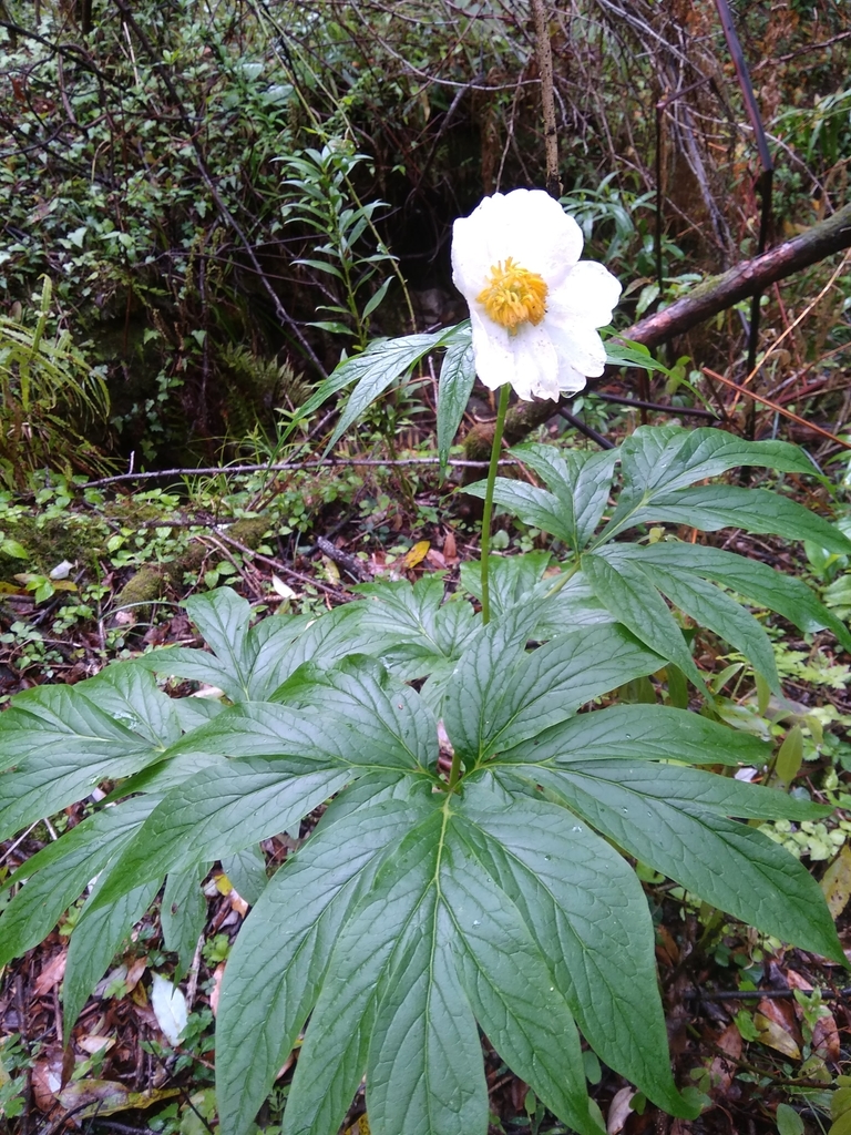 Albiflorae