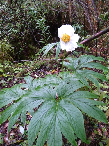 Peonies (Genus Paeonia) · iNaturalist