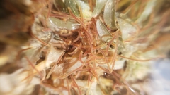 Lumbriculus variegatus