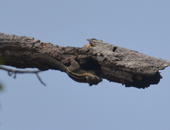 Cambodian Striped Squirrel photo 4
