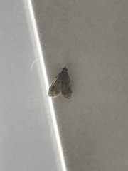 Aglossa disciferalis
