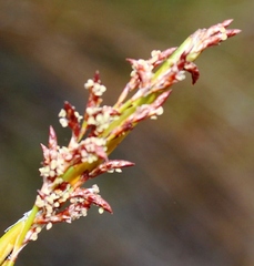 Restio gaudichaudianus