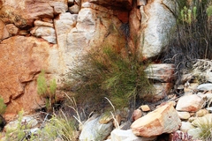 Restio gaudichaudianus