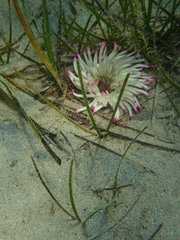 Condylactis aurantiaca