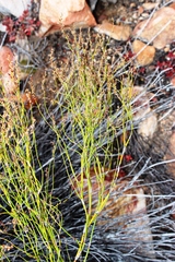 Restio gaudichaudianus