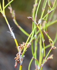 Restio gaudichaudianus