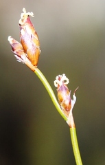 Restio gaudichaudianus