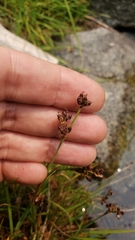 Juncus covillei
