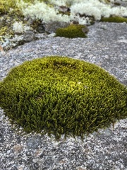 Racomitrium venustum