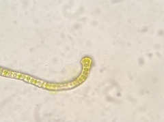 Racomitrium venustum