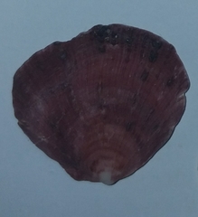 Spondylus gaederopus image
