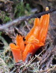 Clavulinopsis sulcata